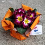 HNS obilježio Dan žena u Duga Resi