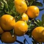 VRIJEME ZA MANDARINE